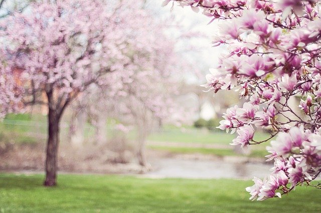 spring trees